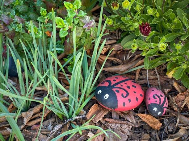 在花园里，两块石头被画得像瓢虫